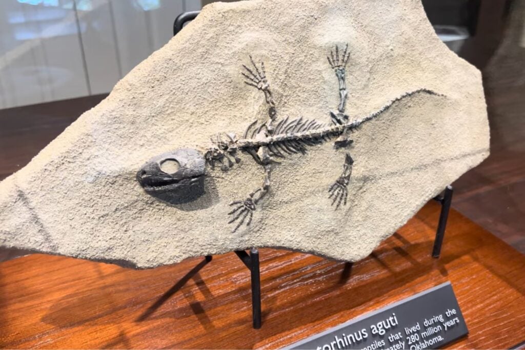 Un reptil de hace 289 millones de años revela cómo empezó a evolucionar nuestra forma de respirar