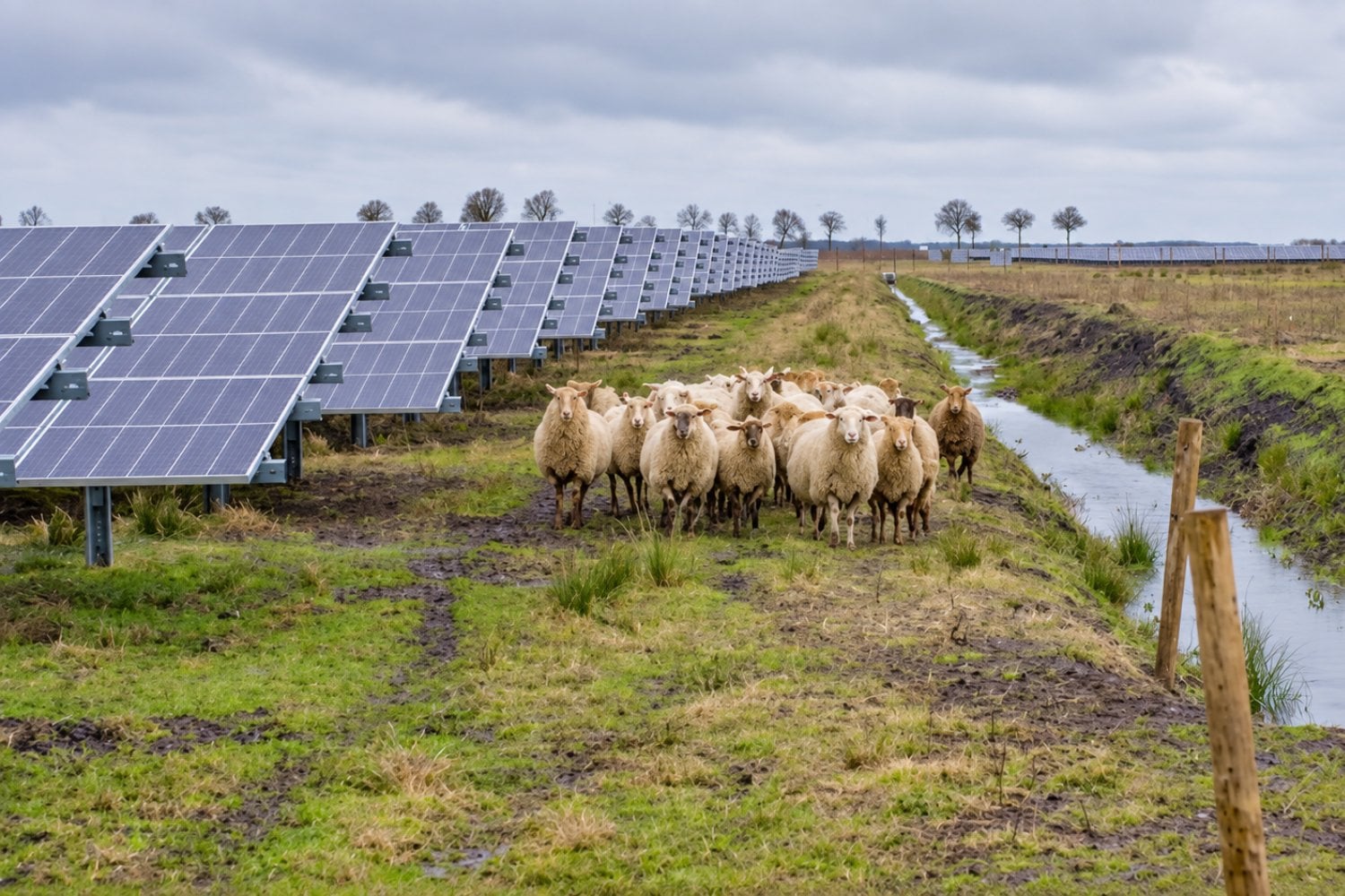 Dejó su trabajo de mecánico para cuidar 300 ovejas entre paneles solares: ahora vive de una inesperada combinación