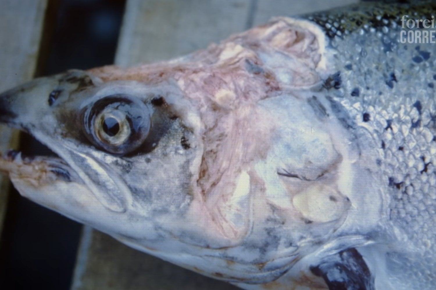 El calentamiento del océano y la proliferación de medusas amenazan al salmón: científicos descubren cómo afectan su salud