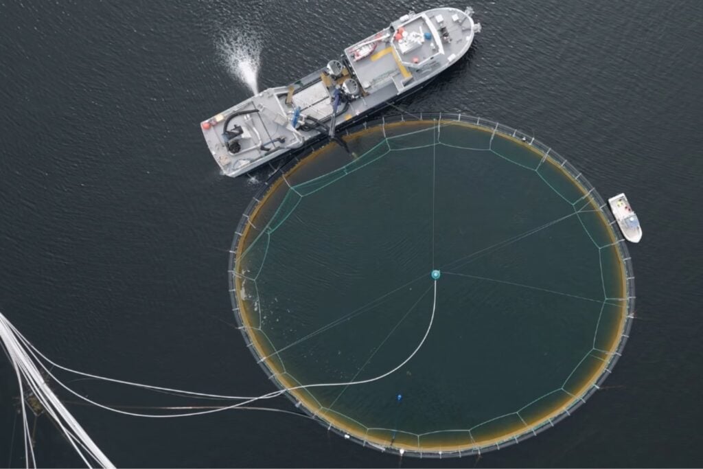 El calentamiento del océano y la proliferación de medusas amenazan al salmón: científicos descubren cómo afectan su salud