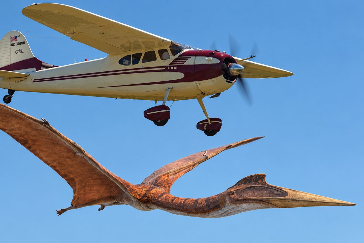 Era tan alto como una jirafa y podía volar: cómo despegaba uno de los animales más grandes de la prehistoria