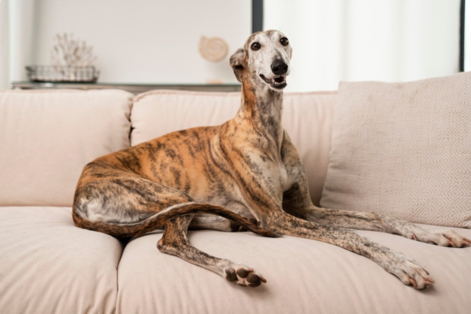 El galgo no necesita correr todo el día: por qué es una raza sensible que suele preferir la calma