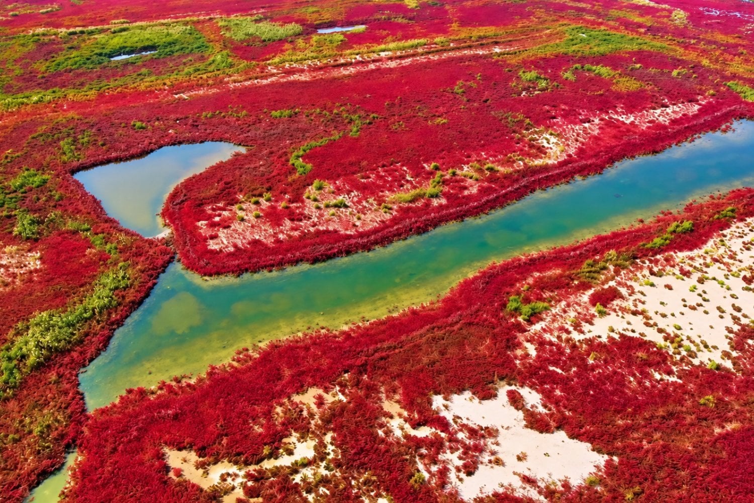 Una bahía de China se está tiñendo de rojo y atrae a turistas: el fenómeno natural que transforma su costa cada otoño