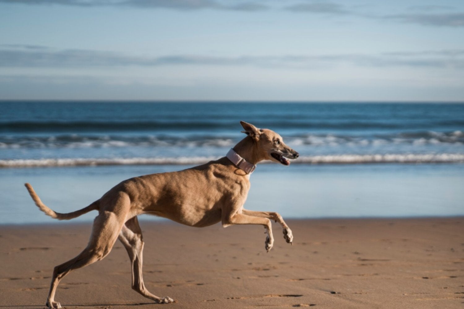 El galgo no necesita correr todo el día: por qué es una raza sensible que suele preferir la calma