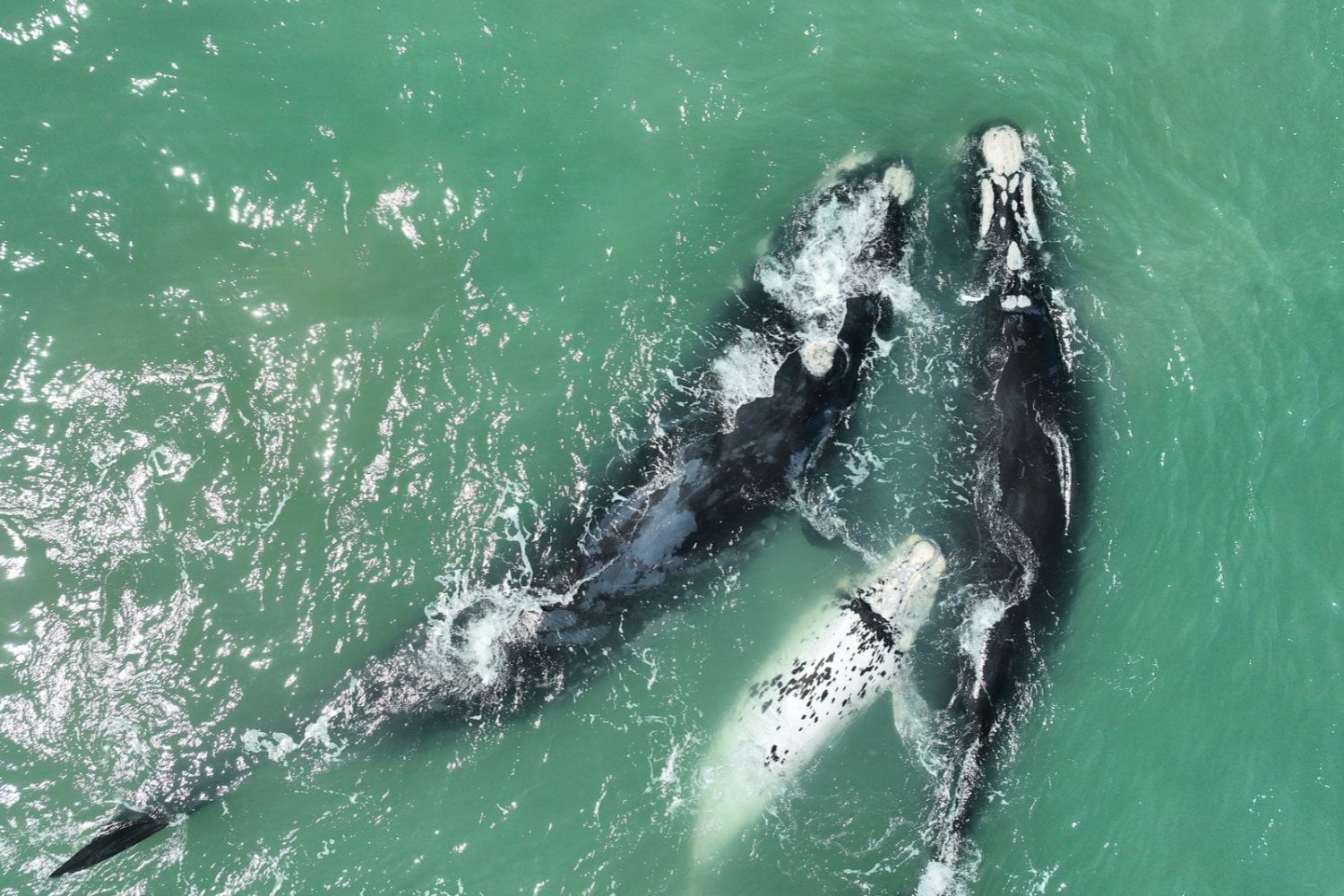 Las orcas están cazando tiburones blancos y extrayendo sus hígados: los científicos descubren una estrategia que está cambiando los océanos