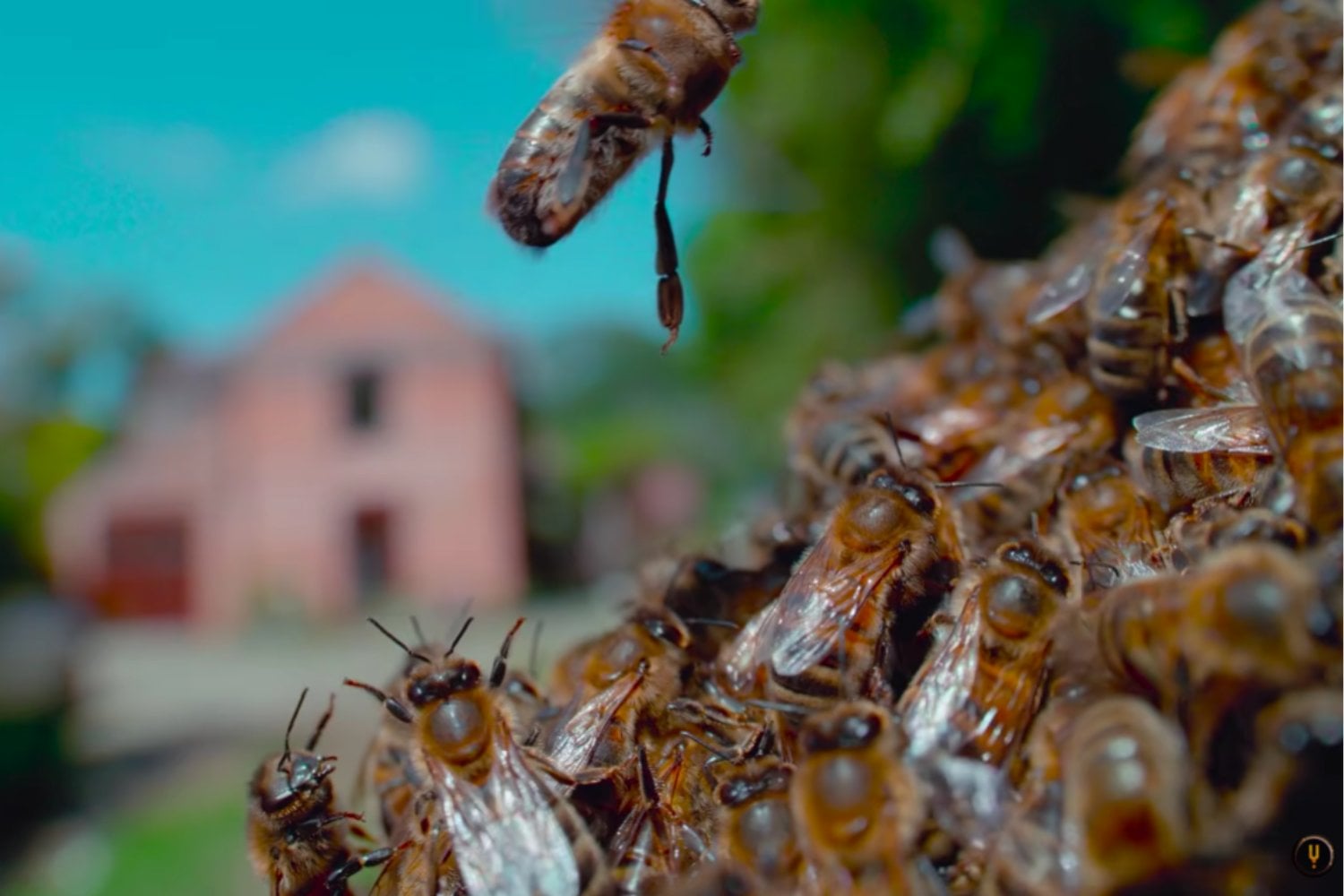 Los insectos conquistaron prácticamente todo el planeta: estas son las claves de su extraordinario éxito