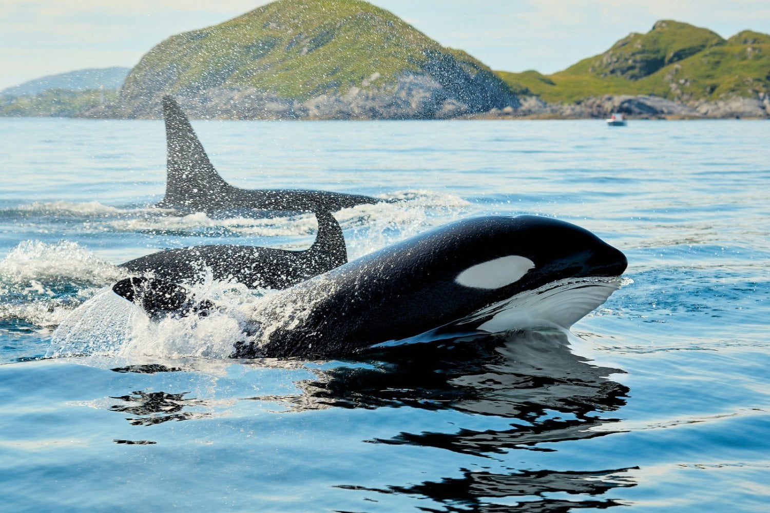 Las orcas están cazando tiburones blancos y extrayendo sus hígados: los científicos descubren una estrategia que está cambiando los océanos