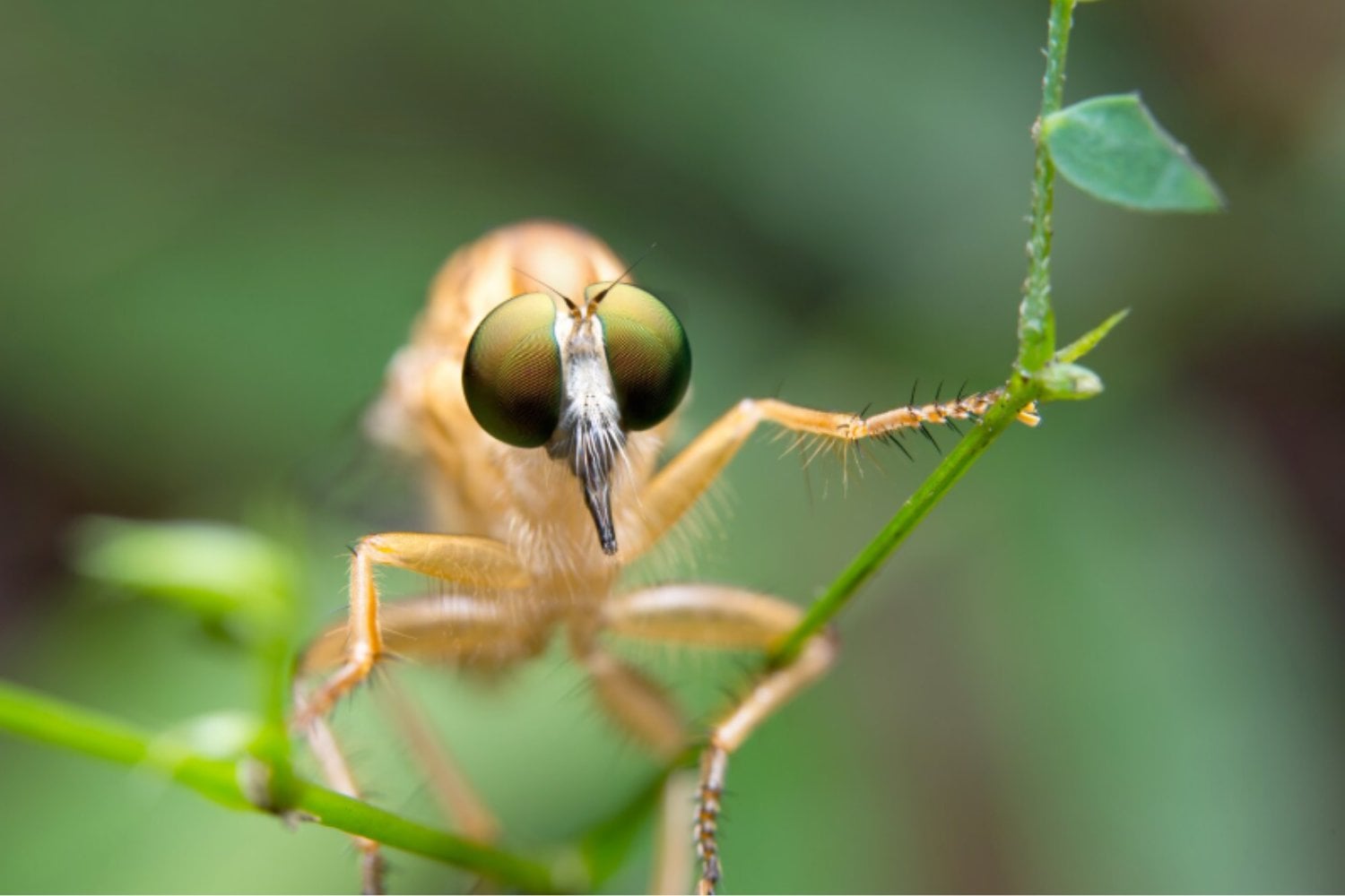 Los insectos conquistaron prácticamente todo el planeta: estas son las claves de su extraordinario éxito