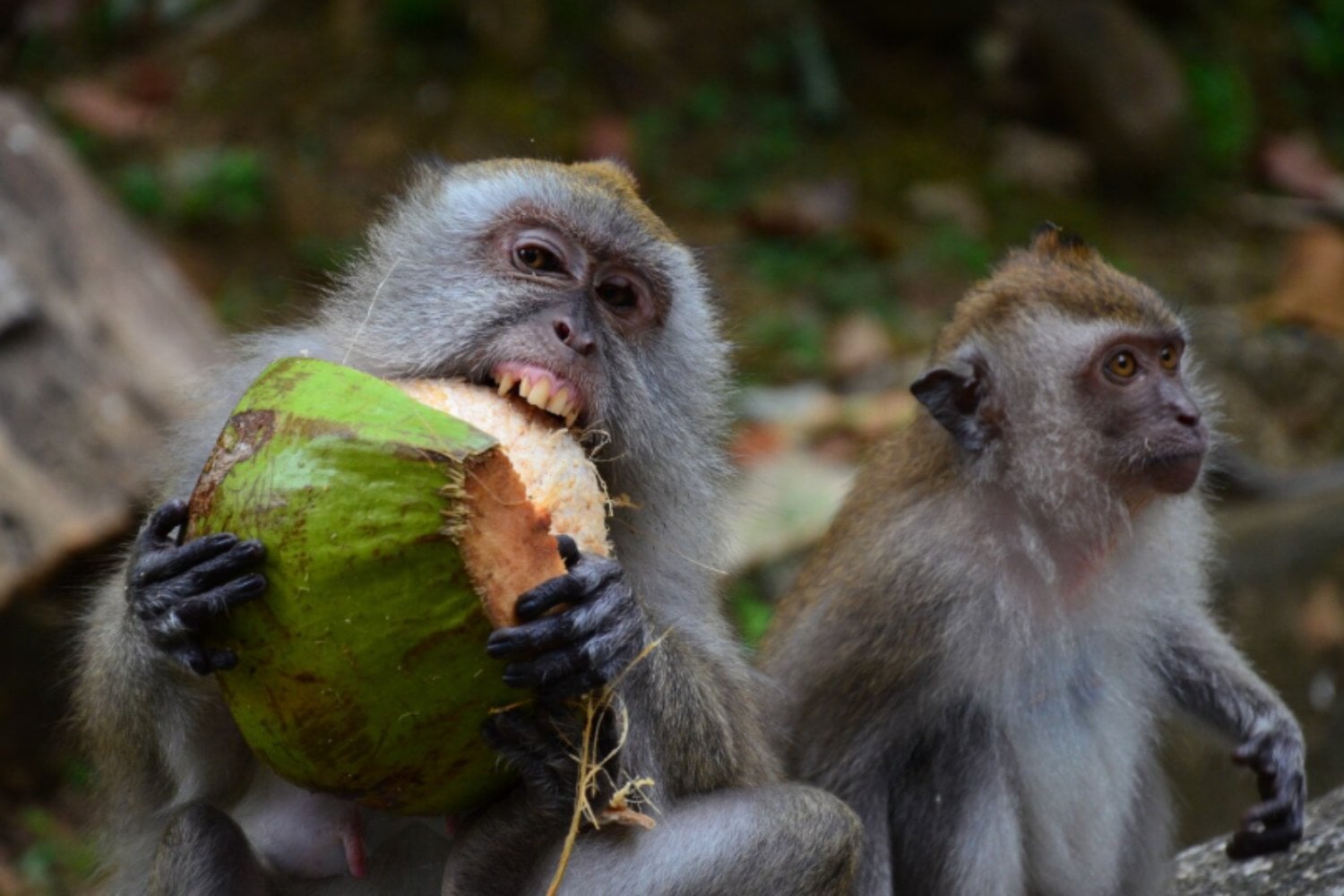 Primates que provocan, ratas que “ríen” y cuervos que juegan: el humor no sería solo humano
