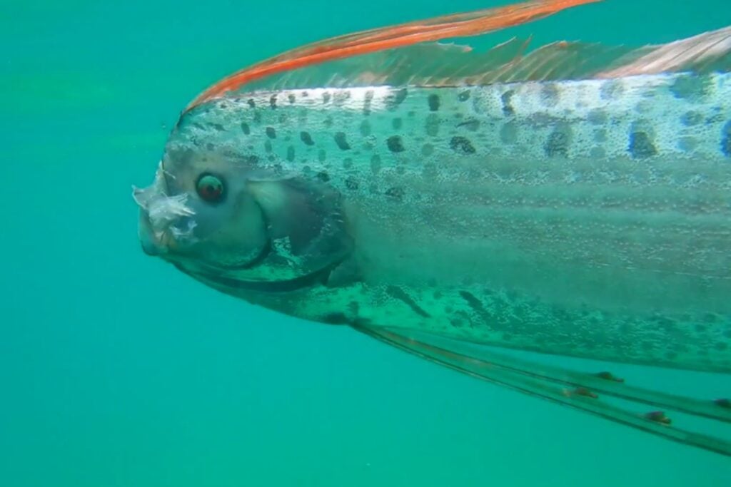 El misterioso pez de las profundidades que podría revolucionar los robots submarinos: su secreto está en una aleta)