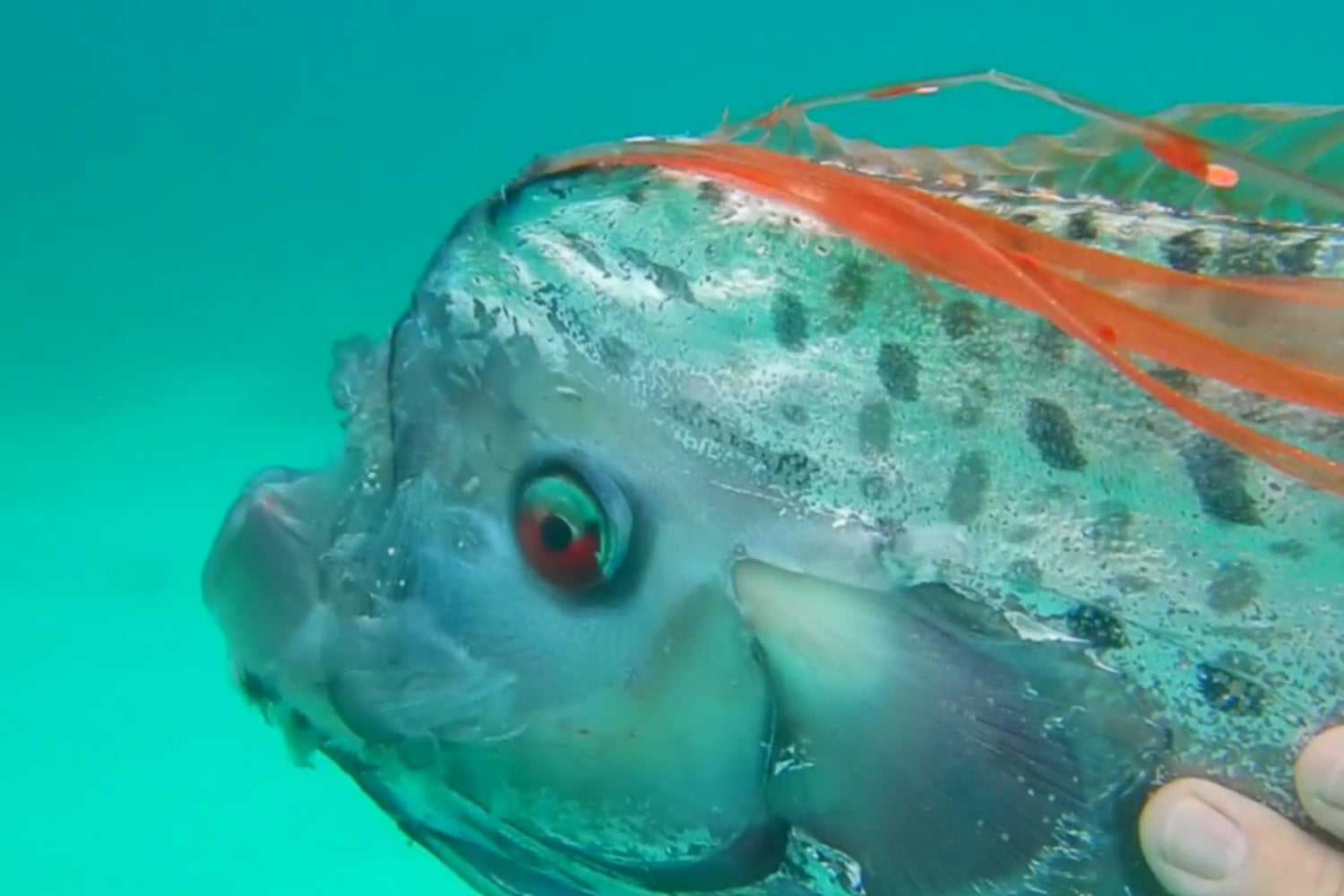 El misterioso pez de las profundidades que podría revolucionar los robots submarinos: su secreto está en una aleta)