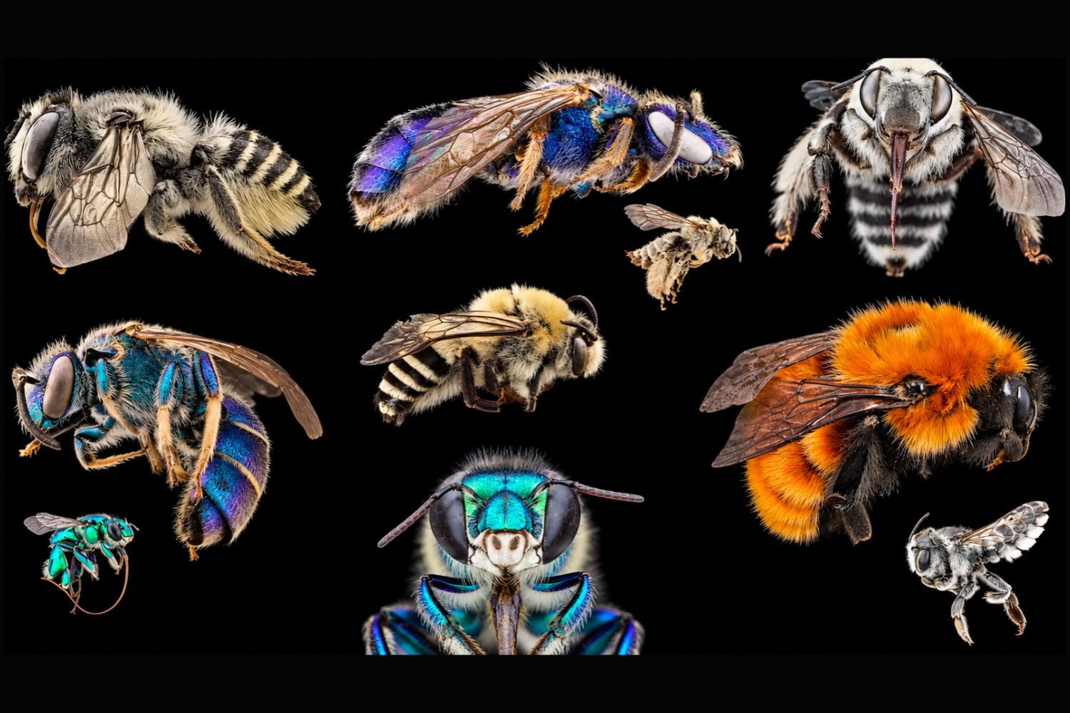 Las abejas están perdiendo su hogar en Europa y la agricultura tiene mucho que ver
