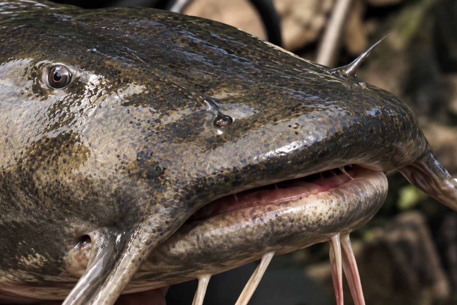 Introdujeron un pez gigante en un embalse de España y la pesca cayó un 76%: el ecosistema todavía no se recupera