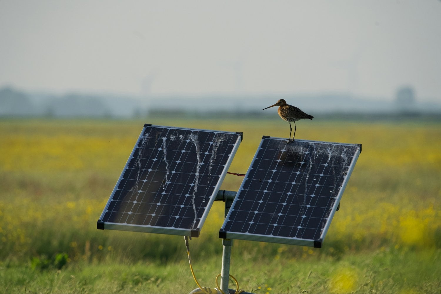 Un descubrimiento inesperado en España: seis especies de aves rapaces utilizan paneles solares para cazar y refugiarse