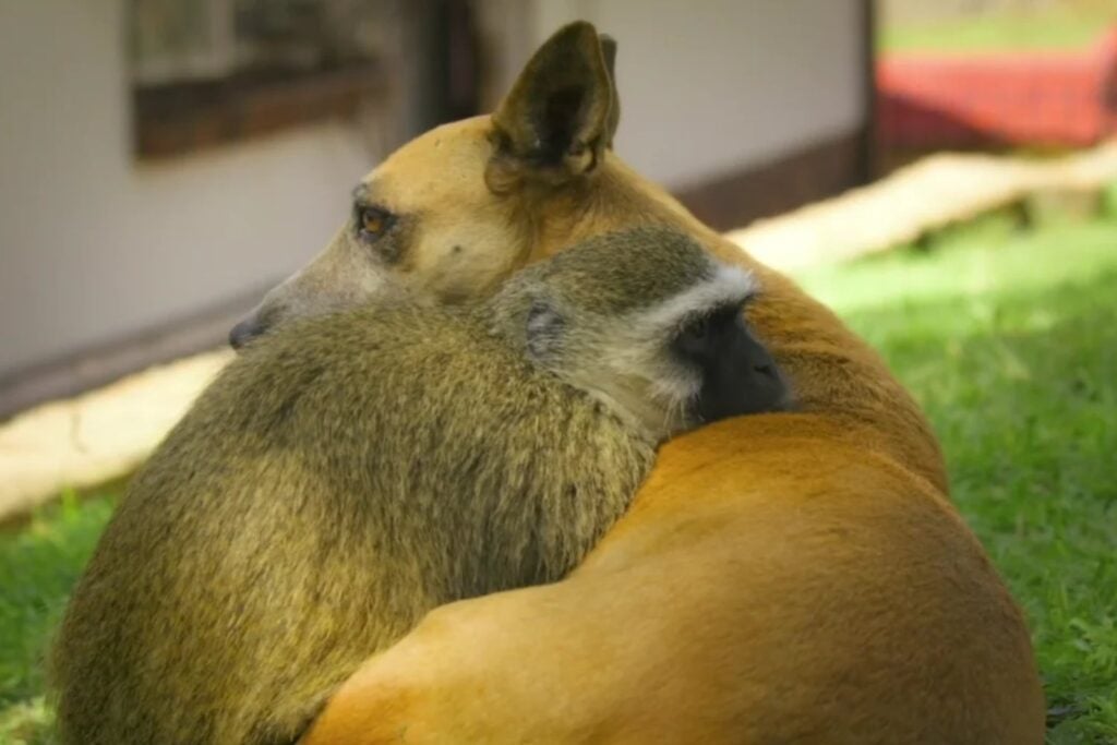 Monos que se hacen amigos de perros, cerdos y ciervos: un estudio revela que nuestra costumbre de tener mascotas podría tener millones de años