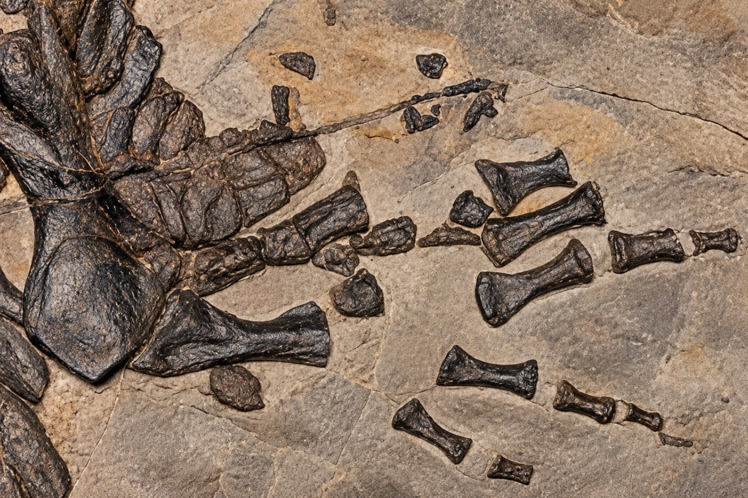 Los anfibios no pueden vivir en el océano, pero este extraño animal lo consiguió hace 237 millones de años