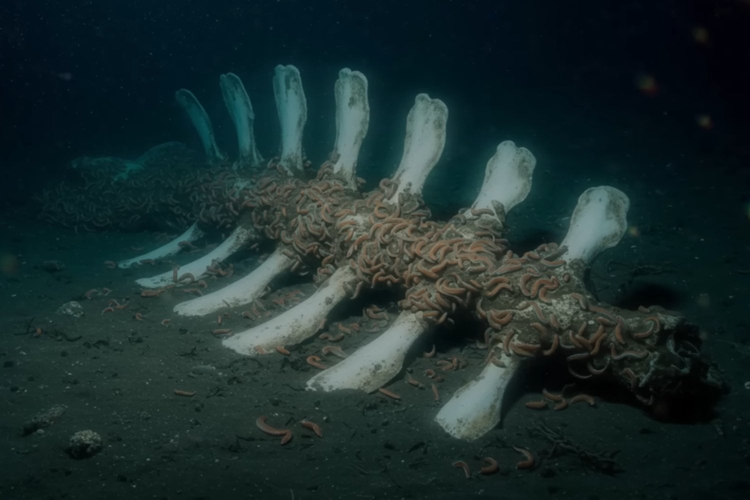 Descubren tres extraños gusanos en España que devoran huesos bajo el mar: no tienen boca ni intestino y sobreviven gracias a bacterias