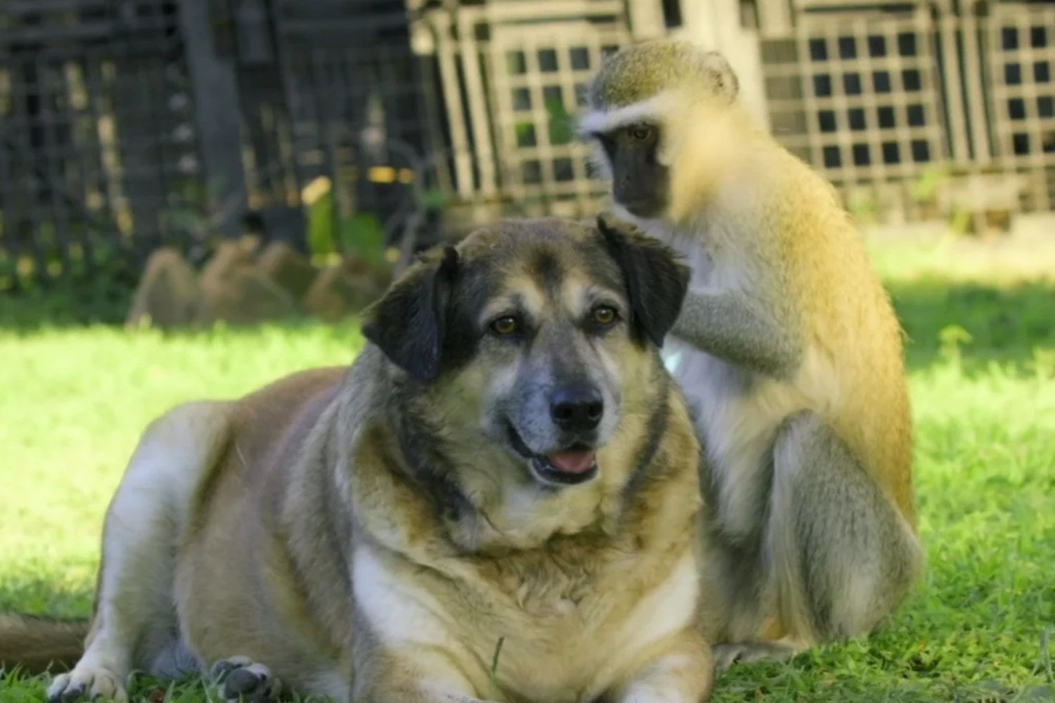 Monos que se hacen amigos de perros, cerdos y ciervos: un estudio revela que nuestra costumbre de tener mascotas podría tener millones de años
