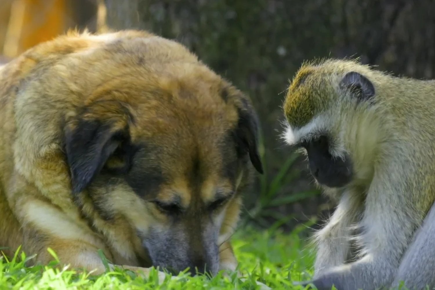 Monos que se hacen amigos de perros, cerdos y ciervos: un estudio revela que nuestra costumbre de tener mascotas podría tener millones de años
