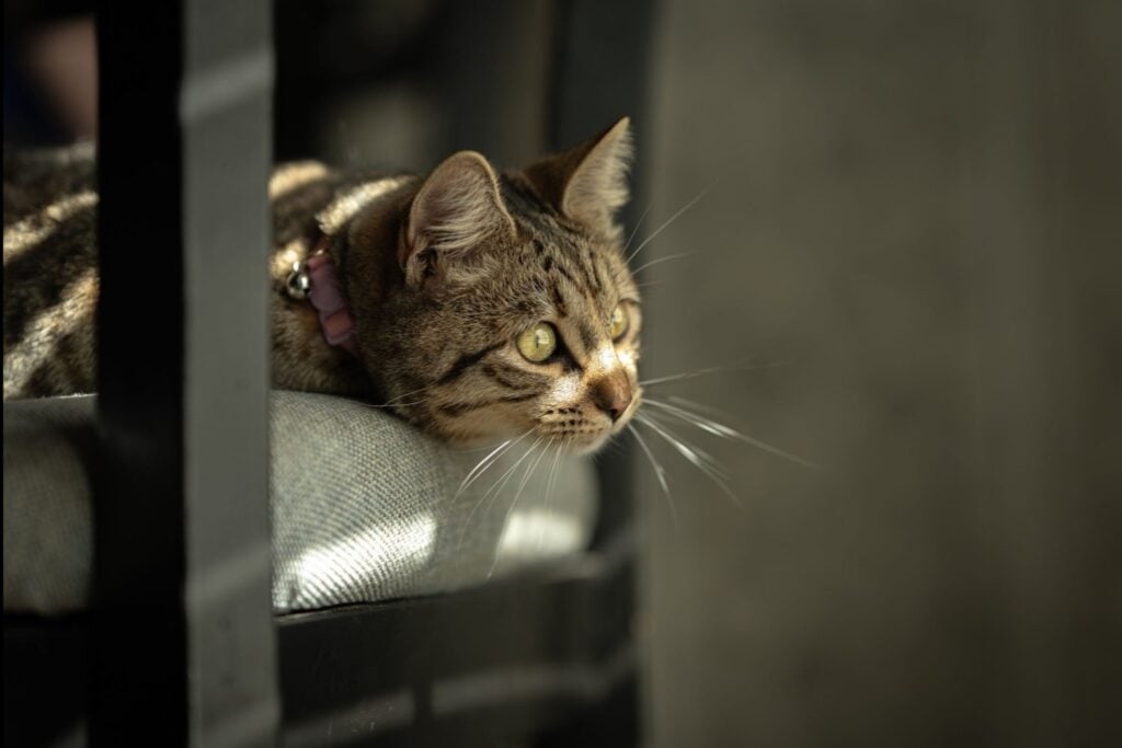 La ciencia descubrió la mejor manera de llamar a un gato: este sencillo truco puede hacer que se acerque más rápido