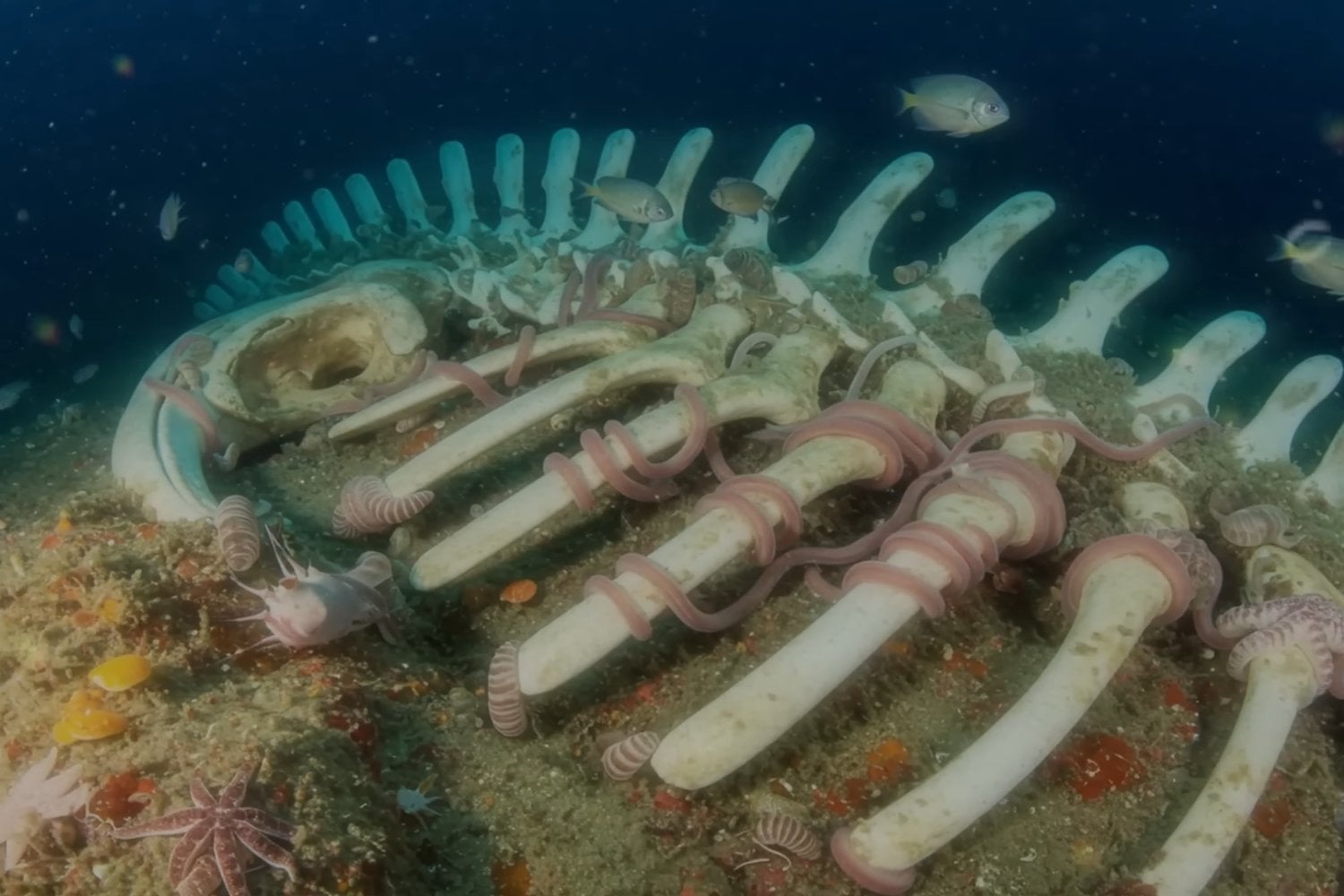 Descubren tres extraños gusanos en España que devoran huesos bajo el mar: no tienen boca ni intestino y sobreviven gracias a bacterias