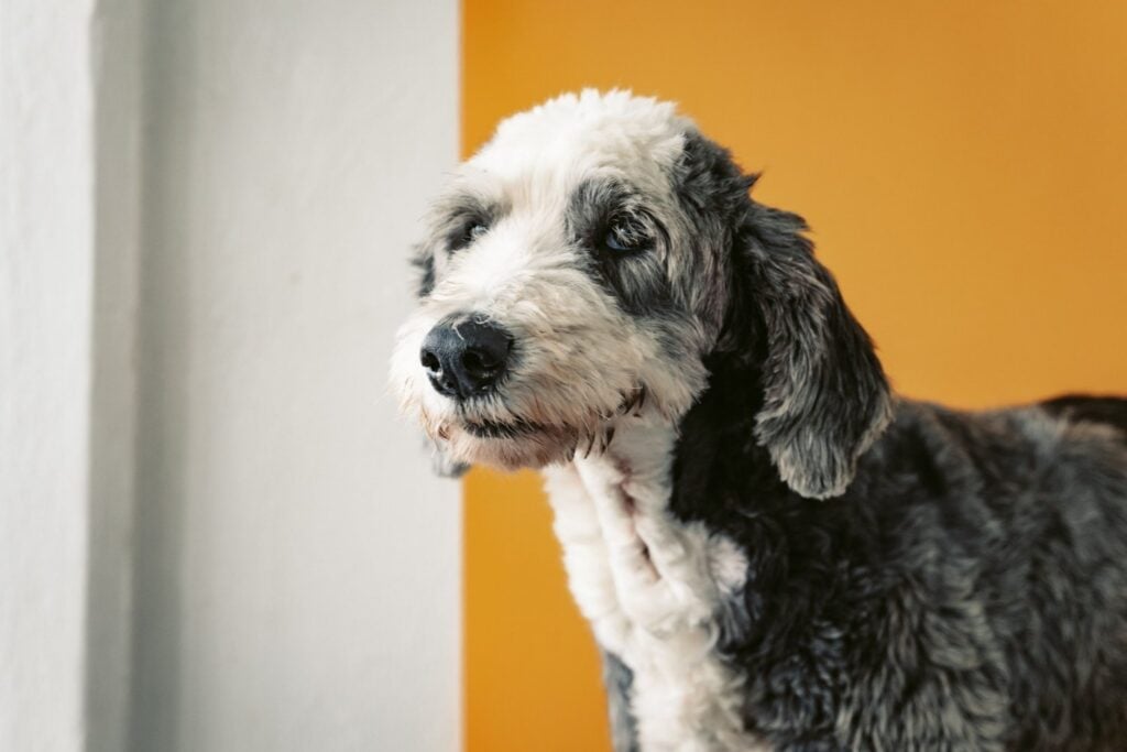 Por qué los perros grandes viven menos que los pequeños: científicos descubren una posible explicación escondida en su ADN