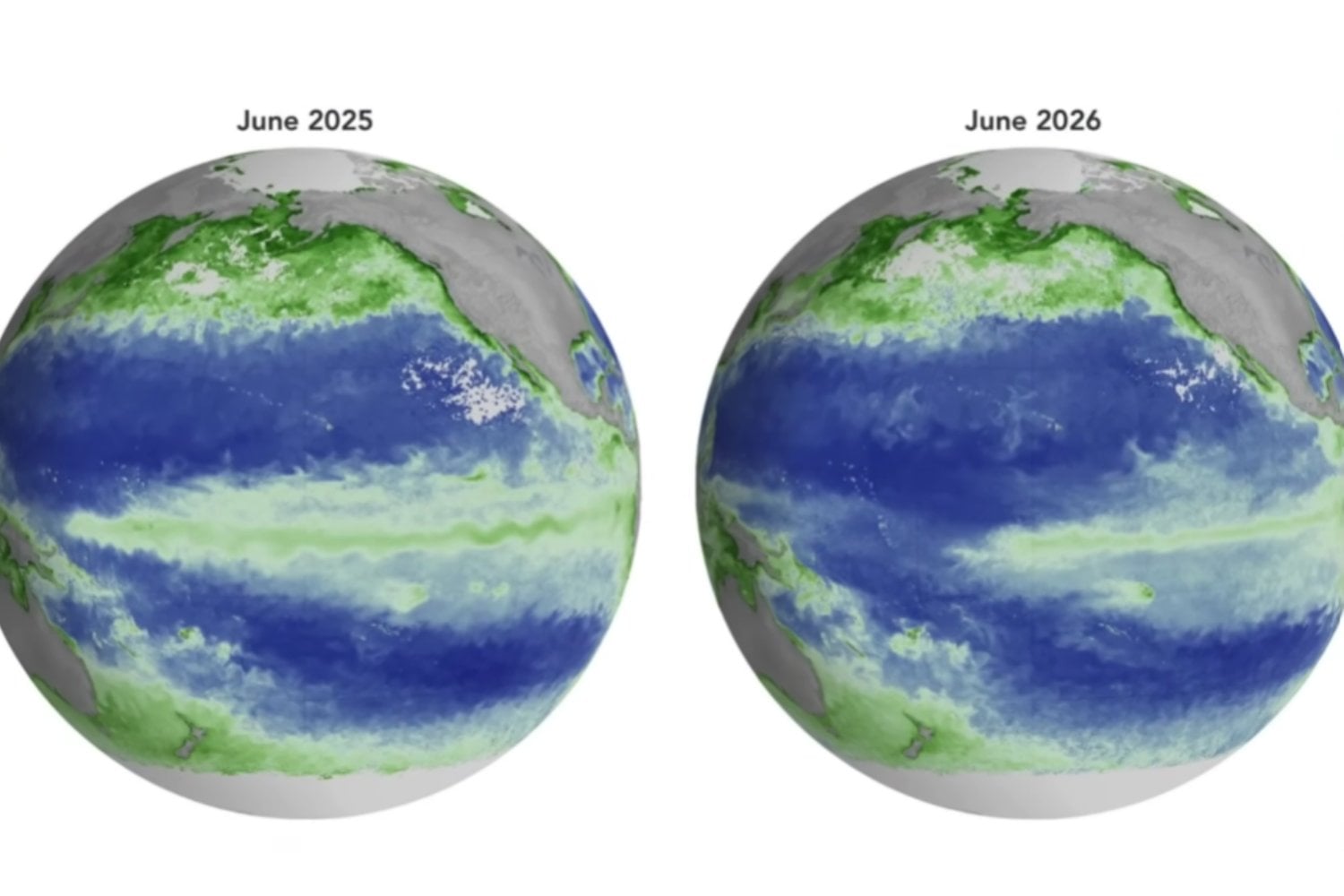 El Niño está transformando el Pacífico: el nivel del mar sube hasta 40 centímetros y desaparece el verde