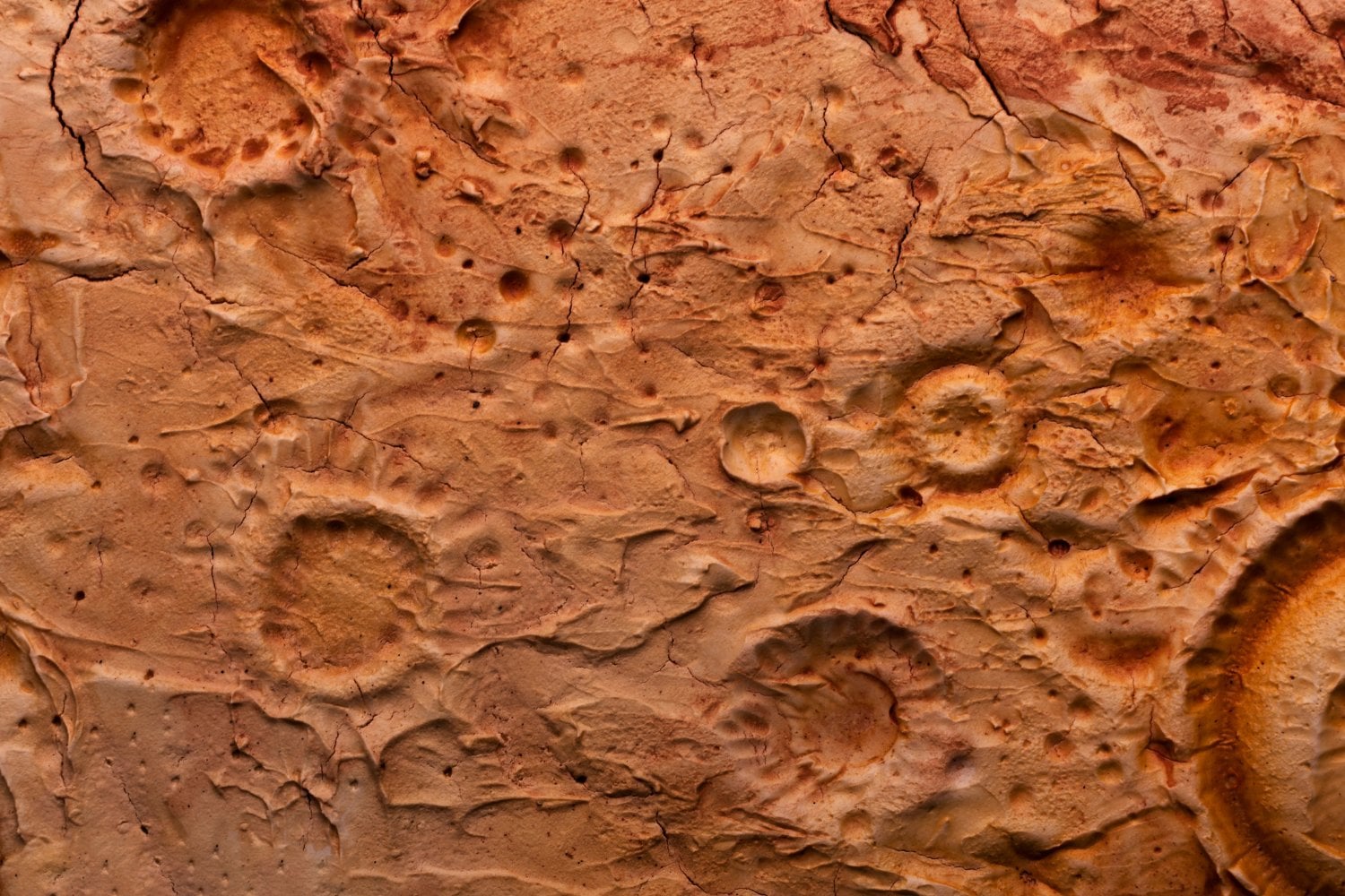 Una bacteria terrestre sobrevivió cinco días bajo condiciones similares a las de Marte y siguió metabólicamente activa