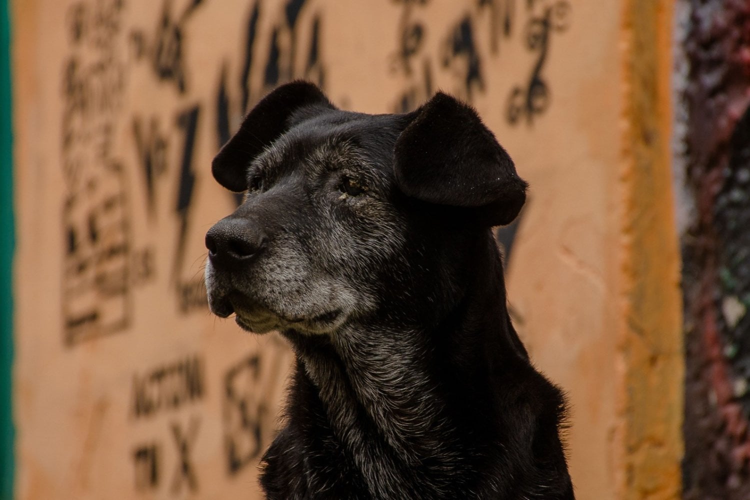 Por qué los perros grandes viven menos que los pequeños: científicos descubren una posible explicación escondida en su ADN