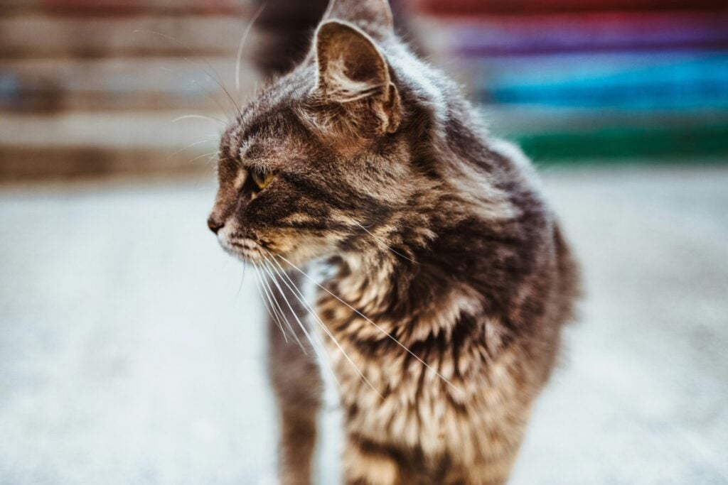Tu gato parece ignorarte, pero un estudio revela que sus hormonas podrían sincronizarse con las tuyas
