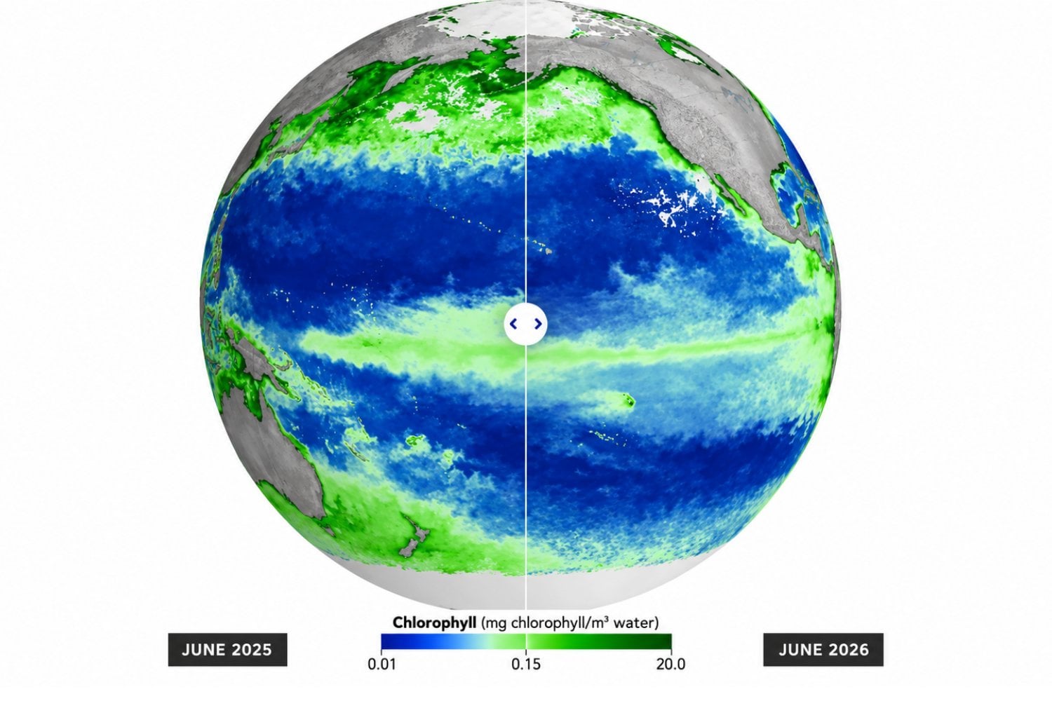 El Niño está transformando el Pacífico: el nivel del mar sube hasta 40 centímetros y desaparece el verde