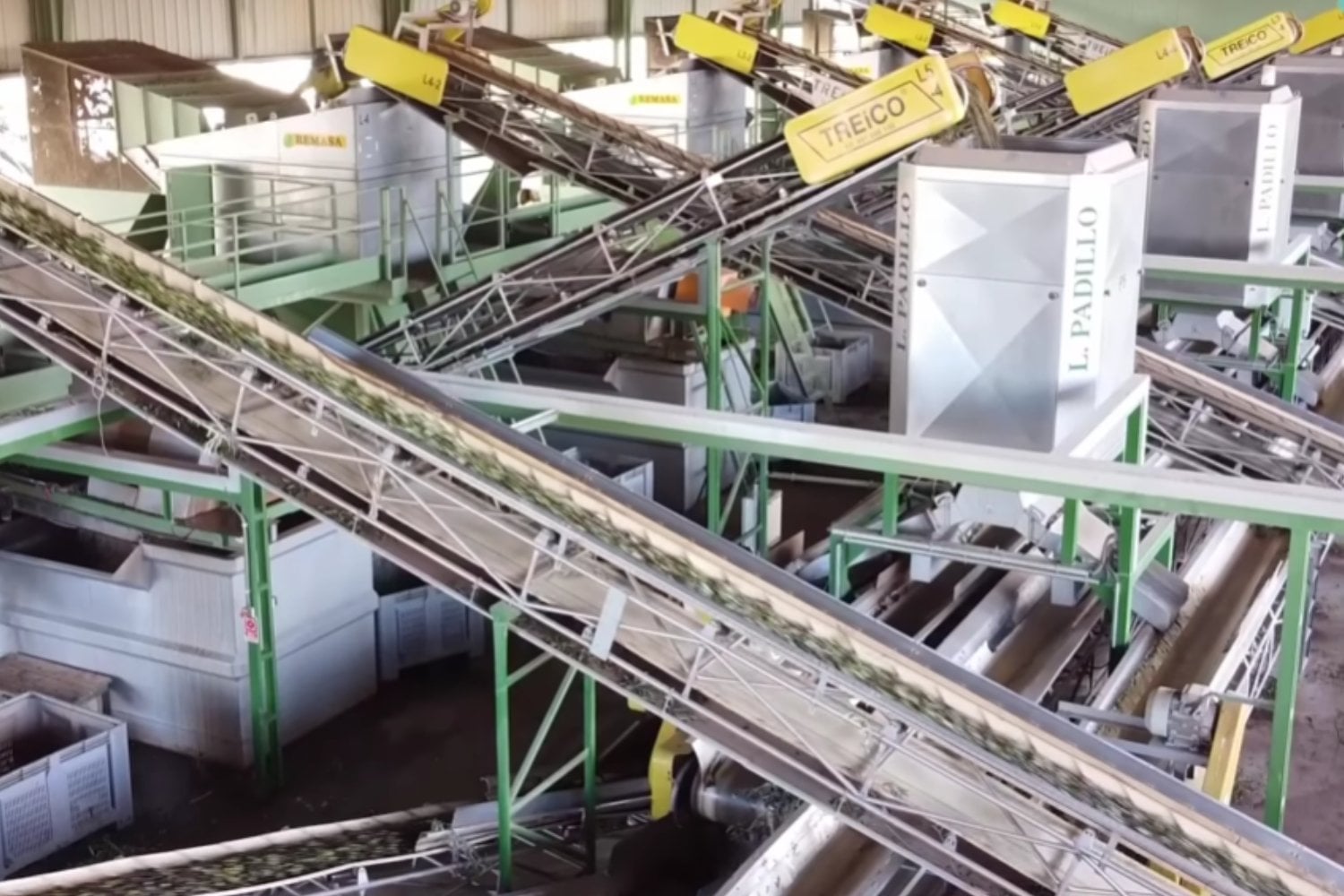 España podría retirar aceite de oliva del mercado para evitar un desplome de los precios