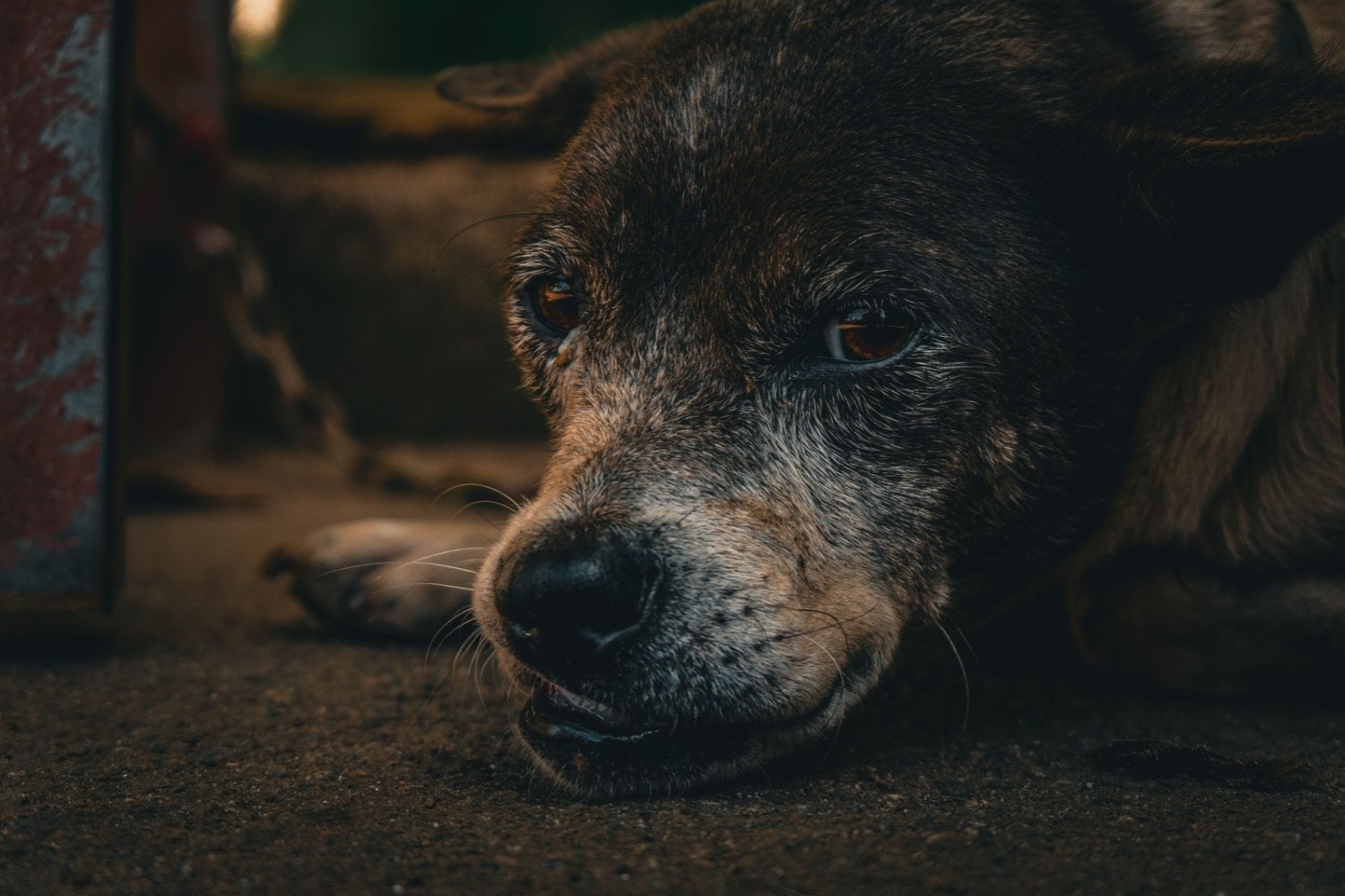 Por qué los perros grandes viven menos que los pequeños: científicos descubren una posible explicación escondida en su ADN