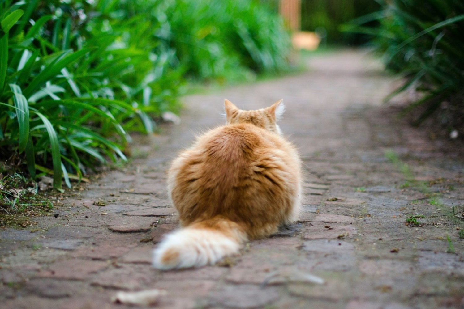 Tu gato parece ignorarte, pero un estudio revela que sus hormonas podrían sincronizarse con las tuyas