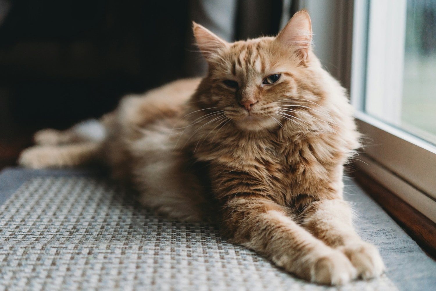 Tu gato parece ignorarte, pero un estudio revela que sus hormonas podrían sincronizarse con las tuyas
