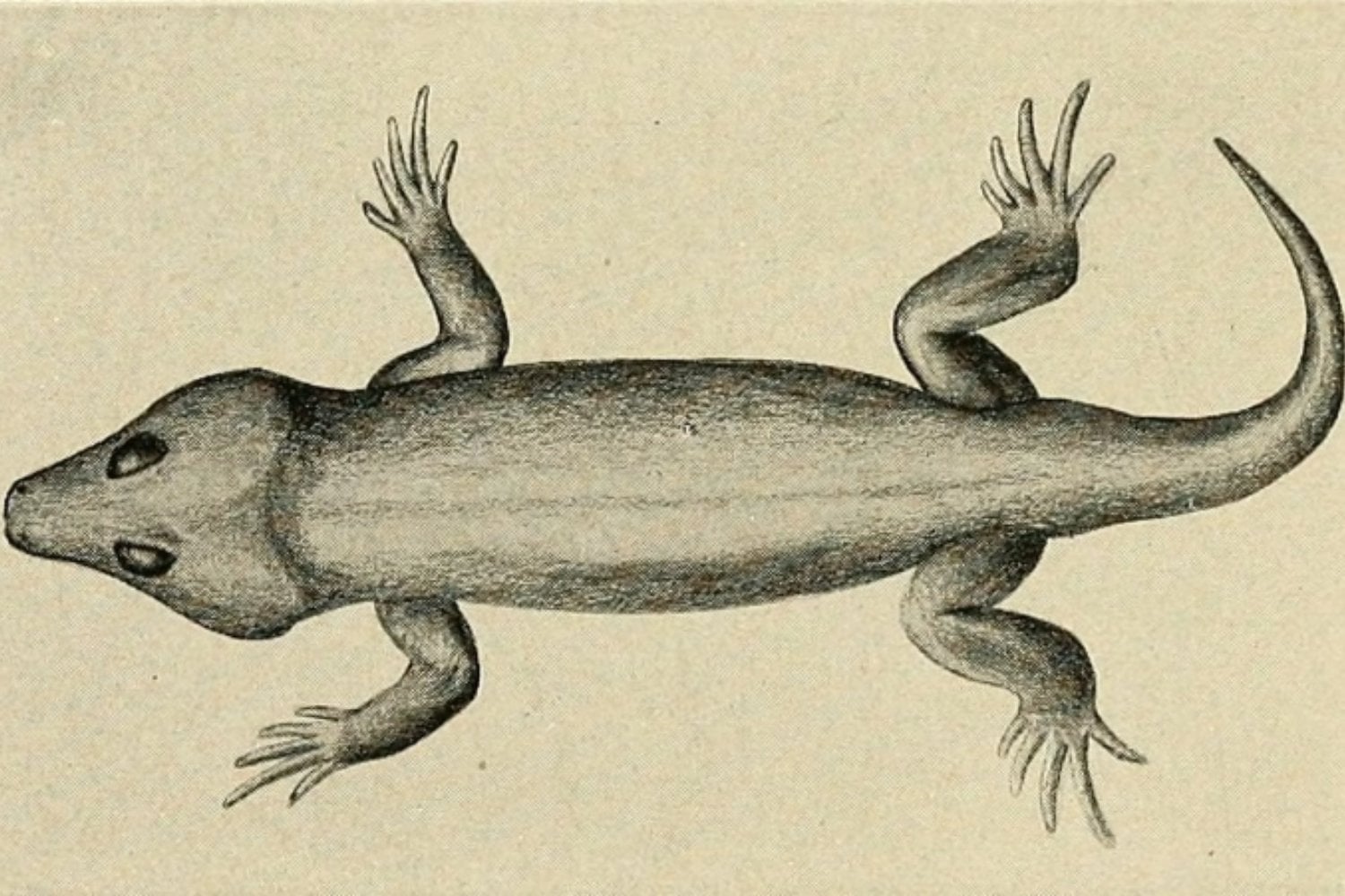 Un reptil de hace 289 millones de años revela cómo empezó a evolucionar nuestra forma de respirar