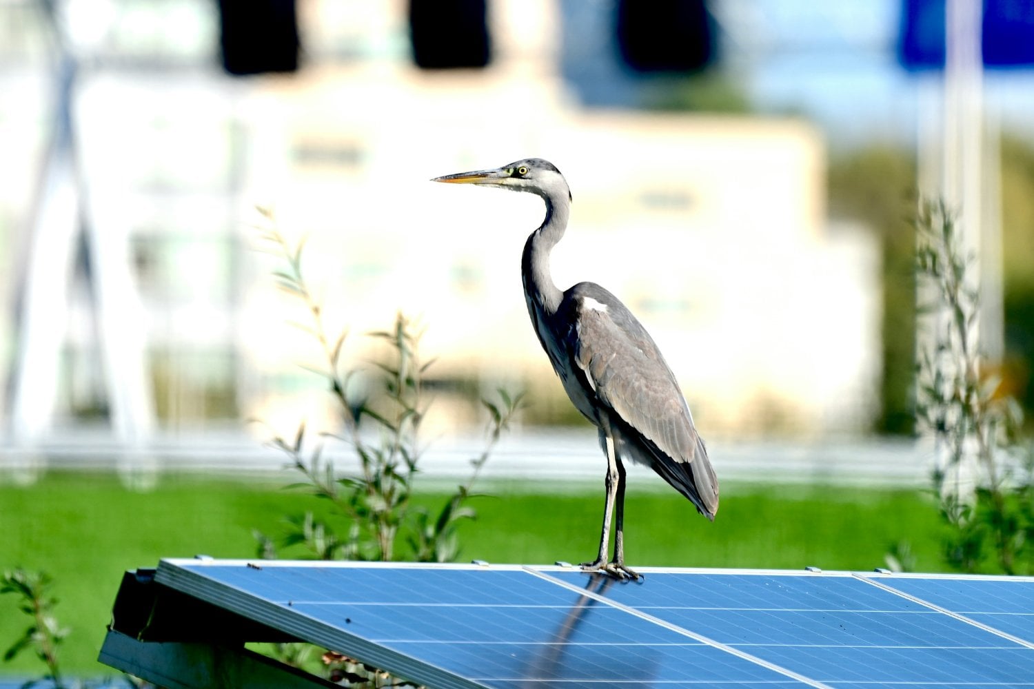 Un descubrimiento inesperado en España: seis especies de aves rapaces utilizan paneles solares para cazar y refugiarse