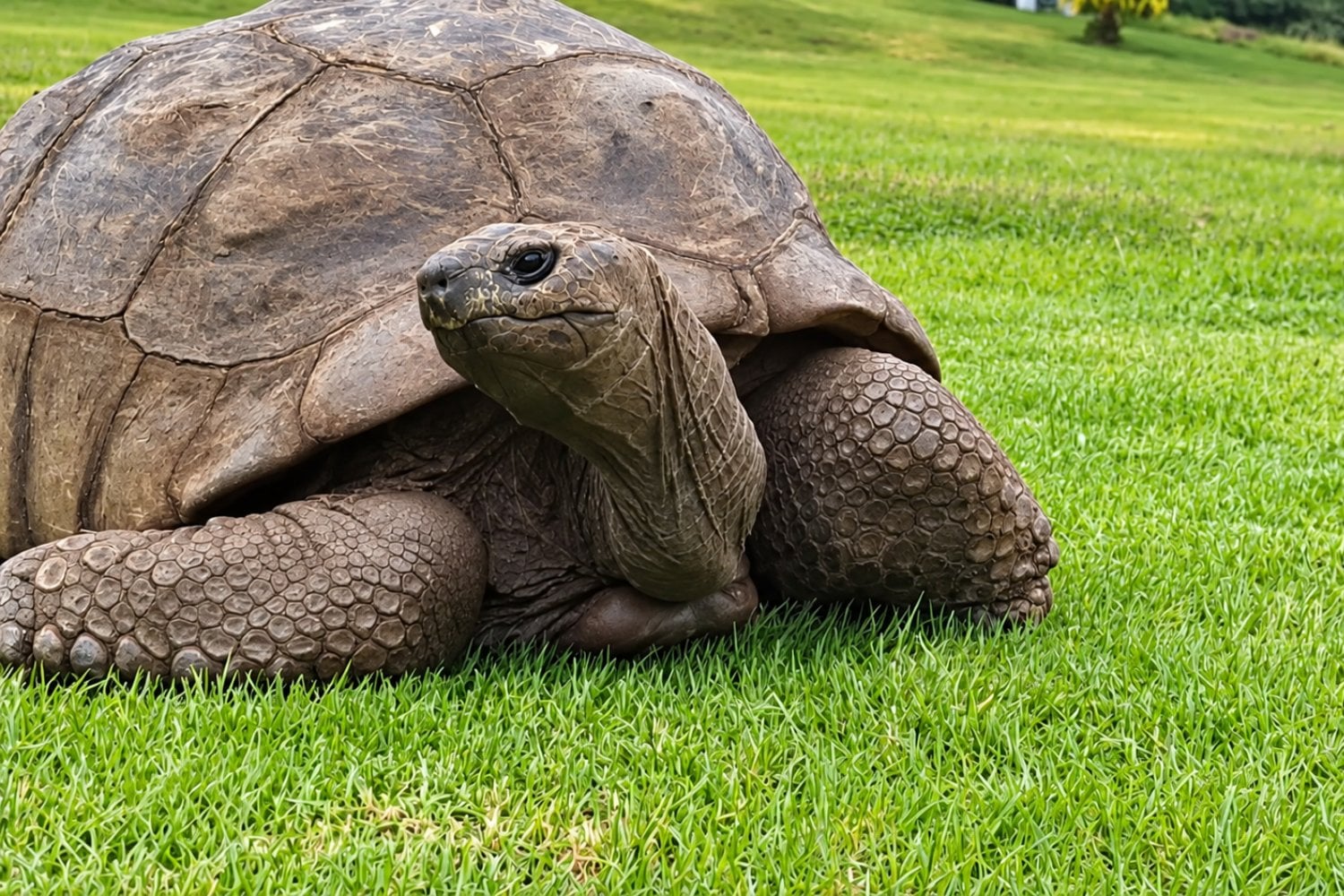 Jonathan tiene 194 años y su ADN revela un sorprendente secreto: así consigue envejecer mucho más lento que otros animales