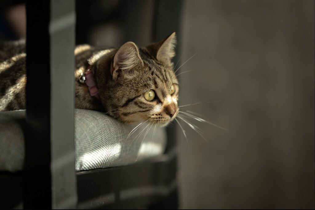 Cuánto tiempo puedes dejar solo a tu gato en casa: la respuesta de los veterinarios podría sorprenderte