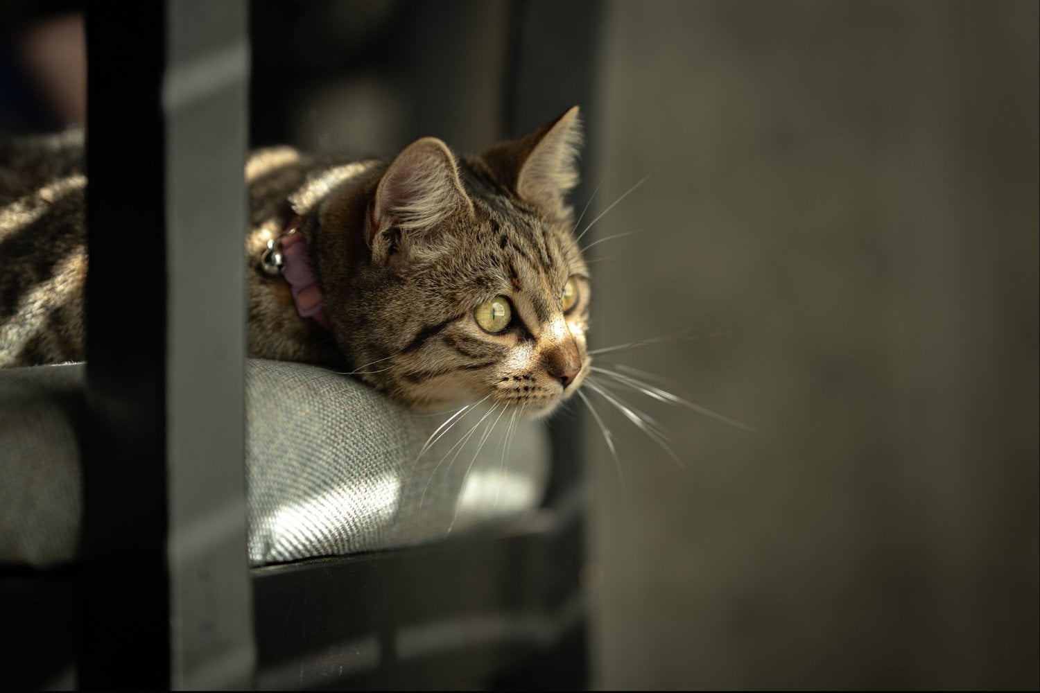 Cuánto tiempo puedes dejar solo a tu gato en casa: la respuesta de los veterinarios podría sorprenderte