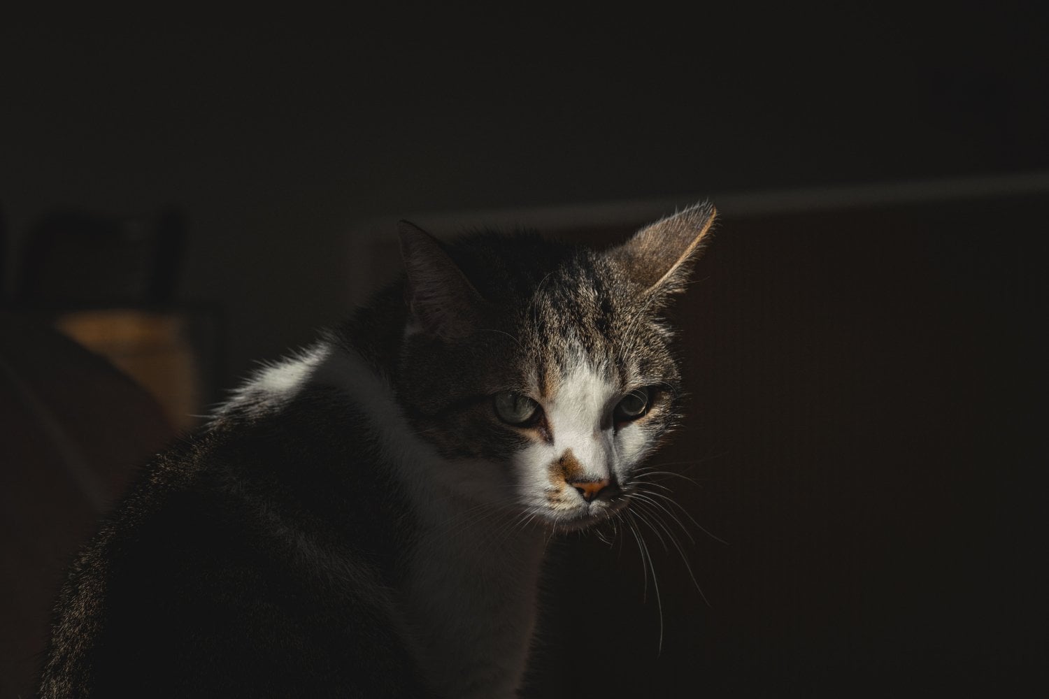 Cuánto tiempo puedes dejar solo a tu gato en casa: la respuesta de los veterinarios podría sorprenderte