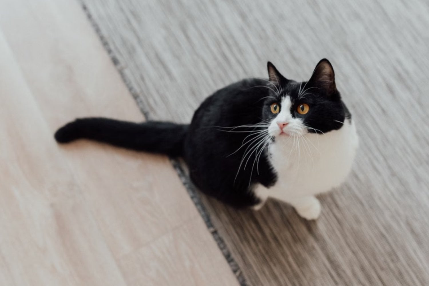 Cuánto tiempo puedes dejar solo a tu gato en casa: la respuesta de los veterinarios podría sorprenderte
