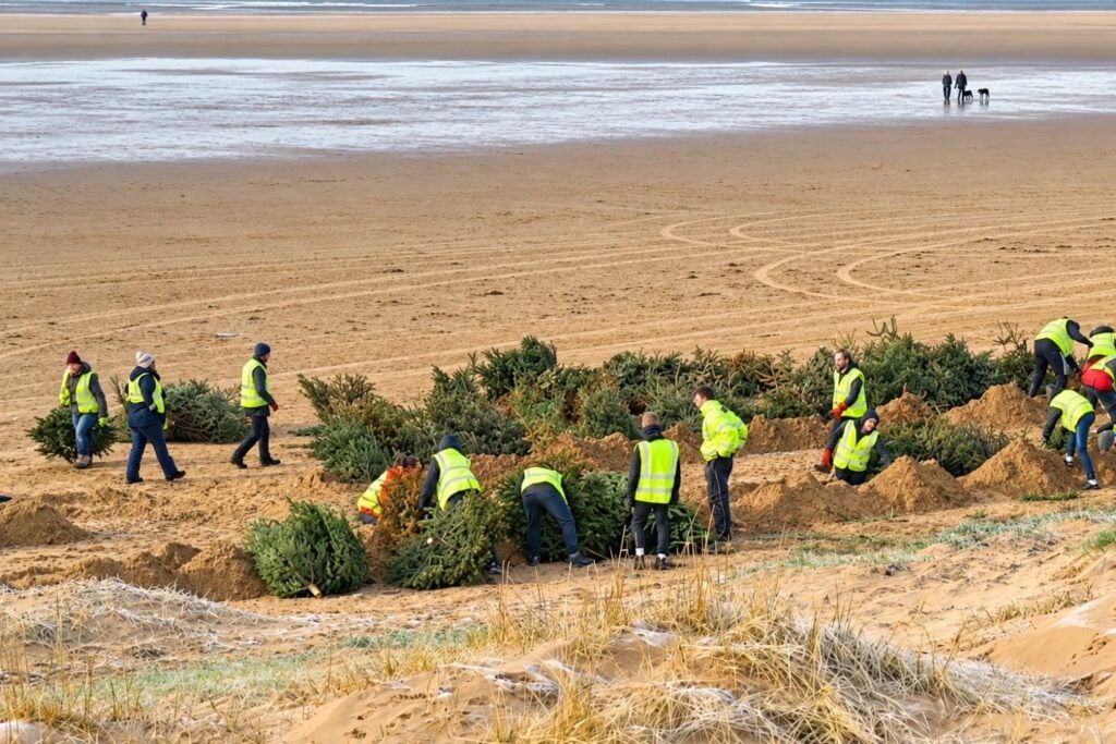 Enterraron 20.000 árboles de Navidad en una playa y lograron crear una barrera natural contra las tormentas