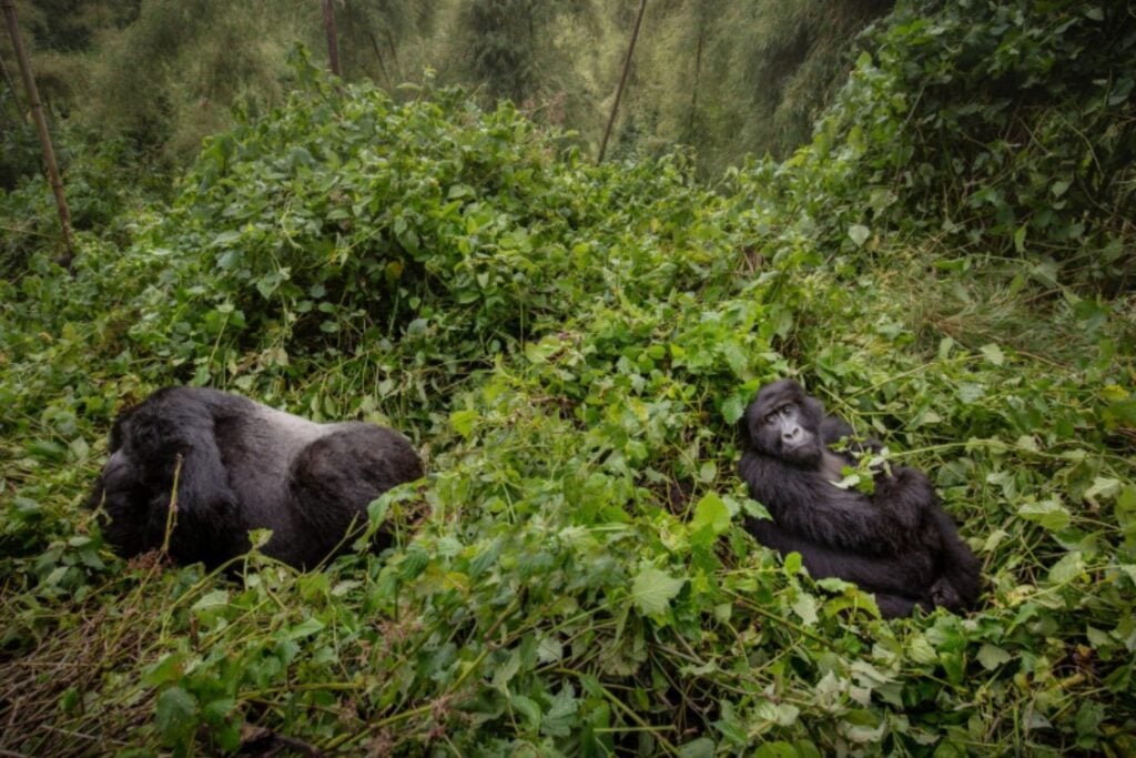 La amistad cambia hasta la forma en que los chimpancés roban comida