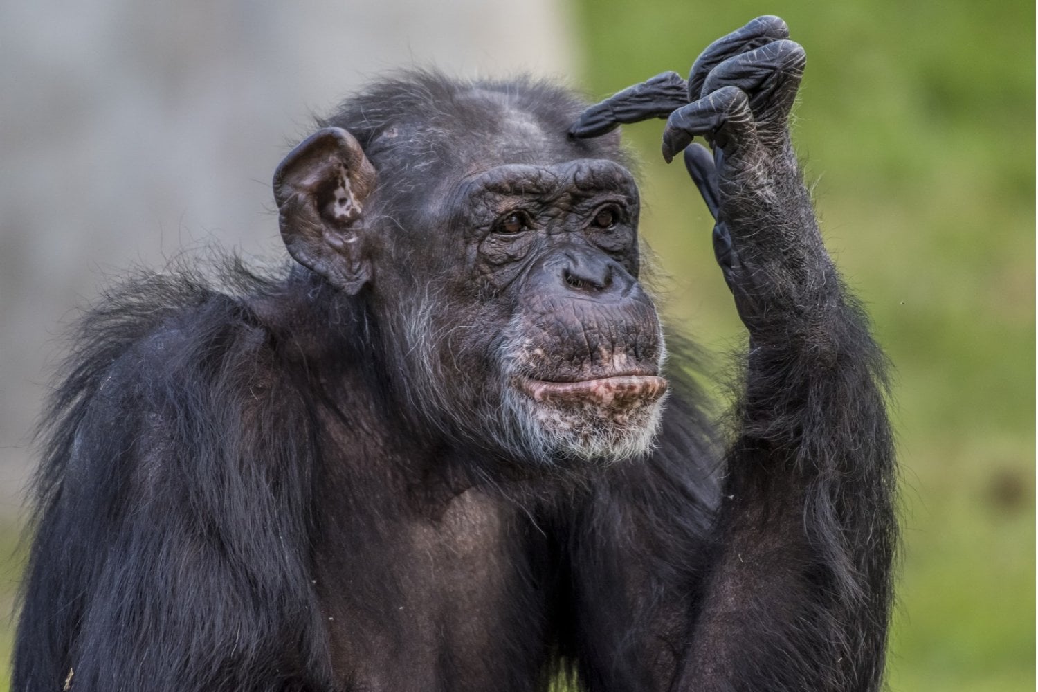 El secreto de una diferencia entre el cerebro humano y el de los chimpancés podría estar en un antiguo virus