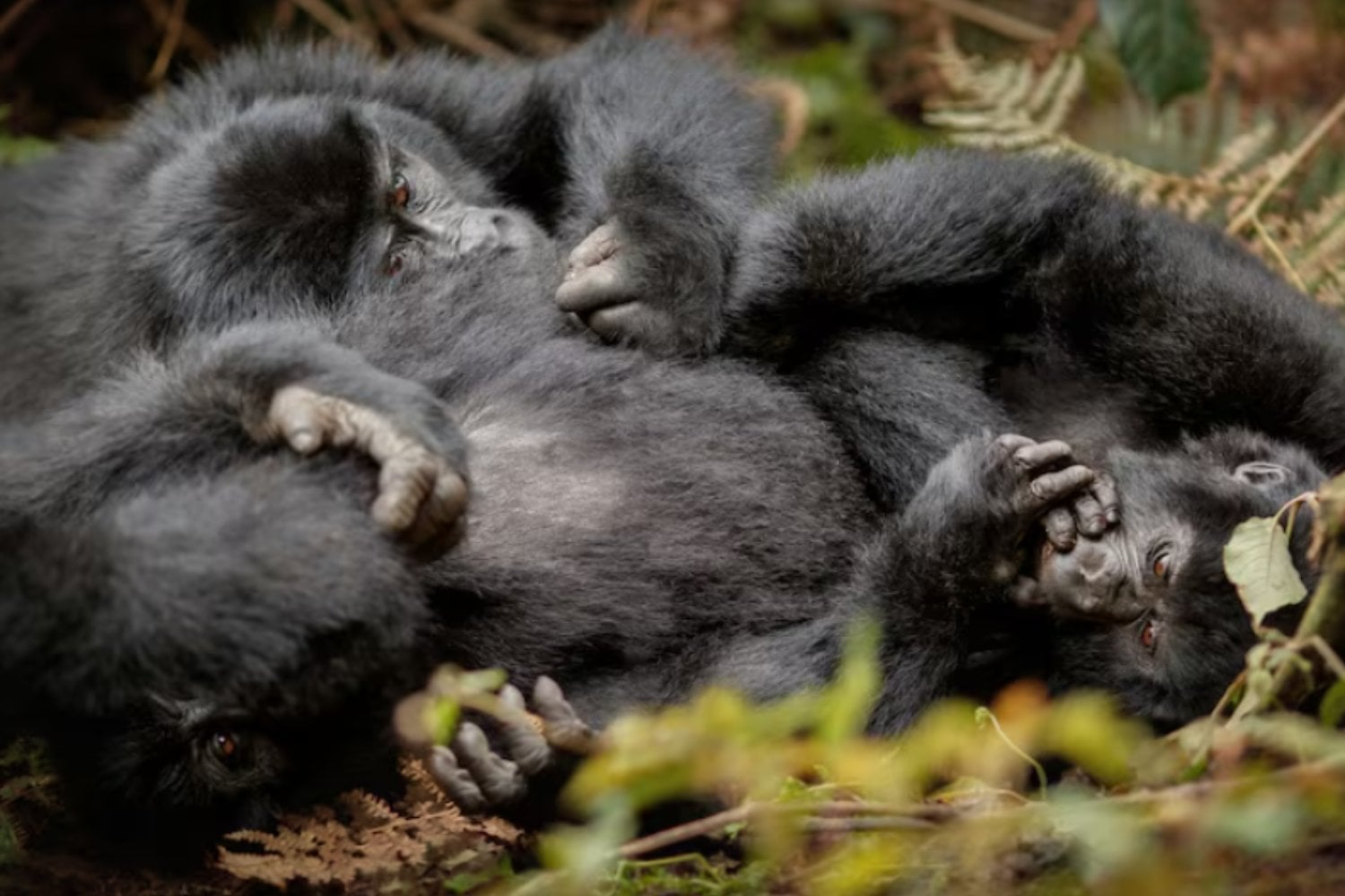 La amistad cambia hasta la forma en que los chimpancés roban comida