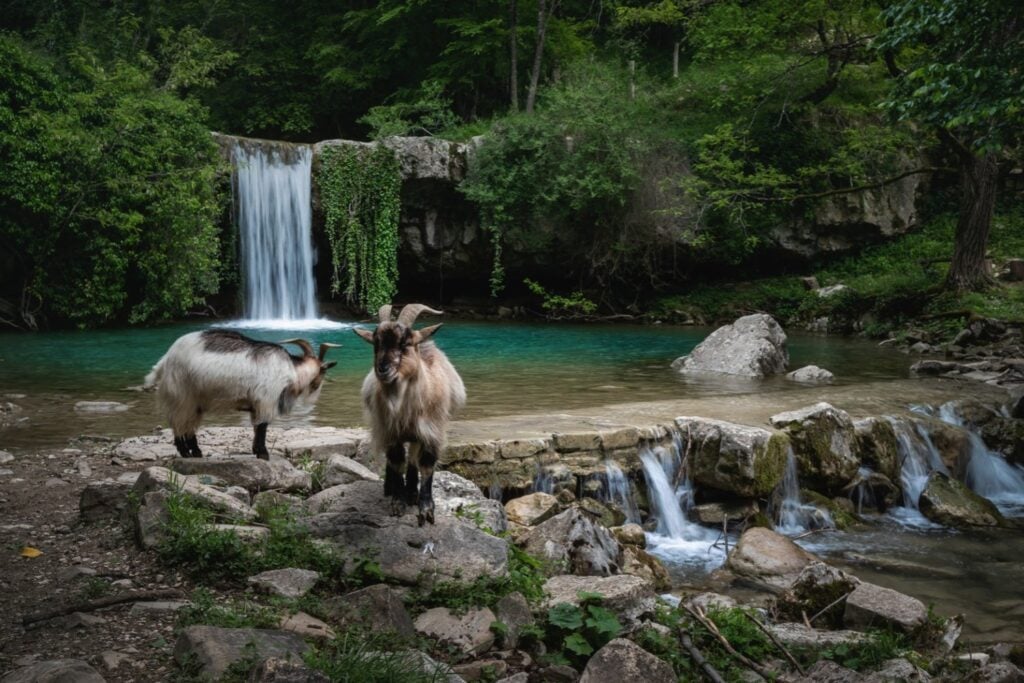 El turismo de naturaleza tiene un lado oscuro: científicos advierten que nuestra presencia puede alterar la vida de los animales sin que lo notemos