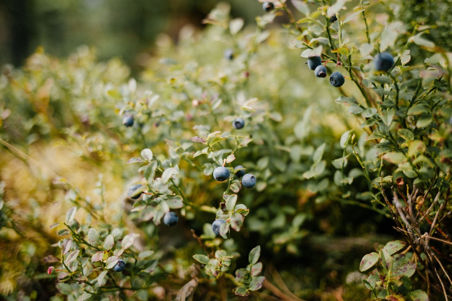 Los lobos esconden un sorprendente secreto: científicos descubren que pueden hacer germinar más rápido los arándanos