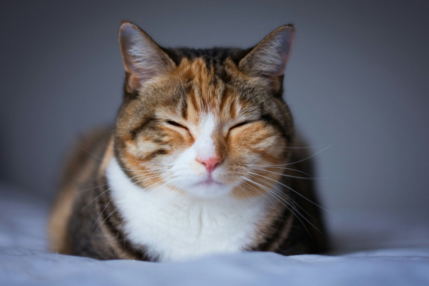 Si tu gato te mira y parpadea lentamente, la ciencia tiene una explicación: podría estar intentando comunicarse contigo