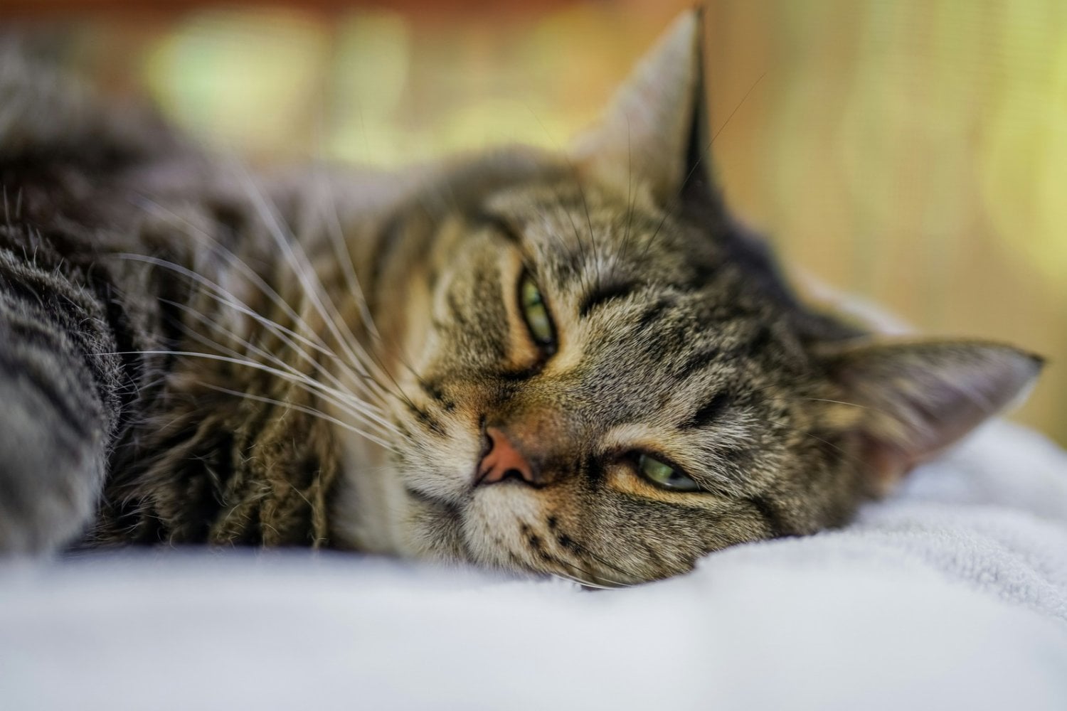 Si tu gato te mira y parpadea lentamente, la ciencia tiene una explicación: podría estar intentando comunicarse contigo
